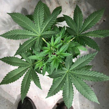 Photo of African Cheese