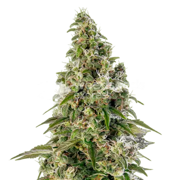 Photo of Platinum Cookies Feminized Seeds