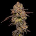 Gary Payton Feminized Seeds