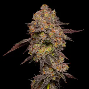 Photo of Gary Payton Feminized Seeds