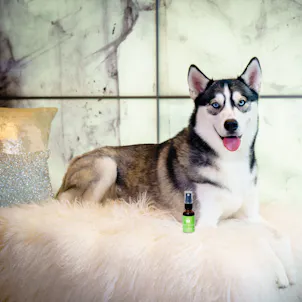 Photo of Lush Valley CBD Pet Spray