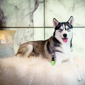 Photo of Lush Valley CBD Pet Spray