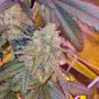 Product image for Purple Novel Corona Virus Fem Seeds