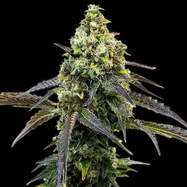 RS11 S1 Feminized | North Atlantic Seed