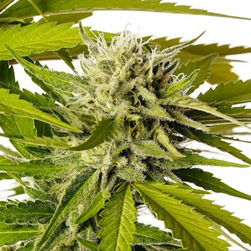 Photo of Break-Up Cake