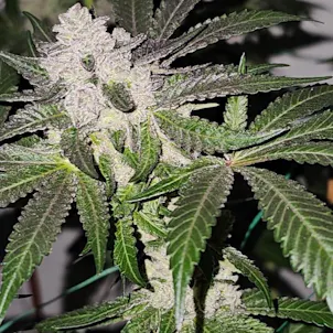 Photo of Cereal Milk Feminized Seeds