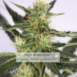 Photo of Pre98 Bubba Kush