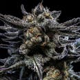 Zombie Kush Feminized Cannabis Seeds