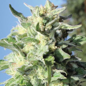 Photo of Banana Mango Regular Seeds 20-Pack