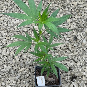 Photo of Durban Poison Clone