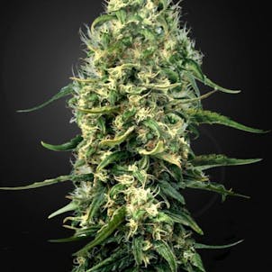 Photo of Silver Haze CBD