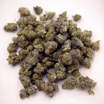 Photo of Sherbert (Sunset Sherbet) Flower