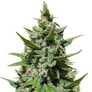 Photo of Gelato Auto