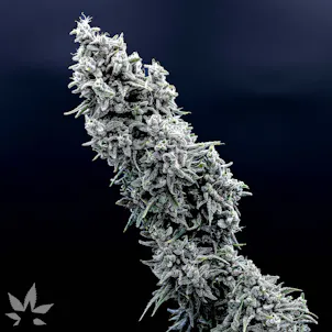 Photo of Gorilla Girl