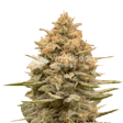 Product image for Lemon Autoflower Seeds