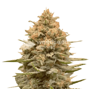 Photo of Lemon Autoflower Seeds