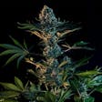 Product image for Royal Gorilla Feminized Cannabis Seeds