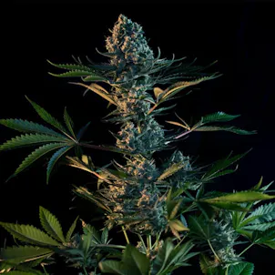 Photo of Royal Gorilla Feminized Cannabis Seeds