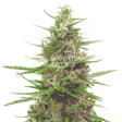 Product image for Pink Runtz Autoflower Seeds