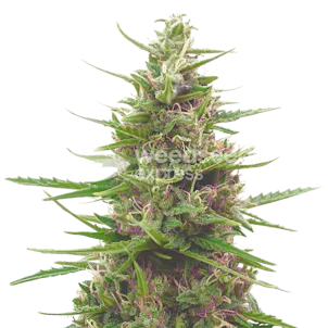 Photo of Pink Runtz Autoflower Seeds