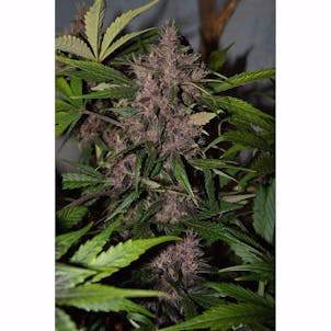 Photo of Crystal Meth