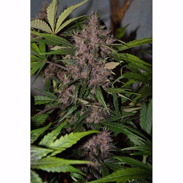 Photo of Crystal Meth