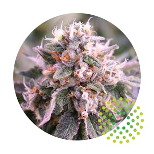 Photo of Trulieve 3.5G - 7O9