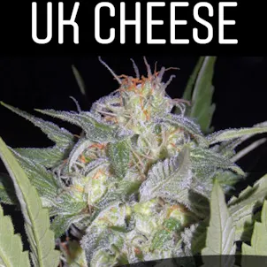 Photo of UK Cheese (Feminized)