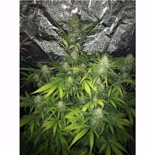 Photo of Tangie'Matic