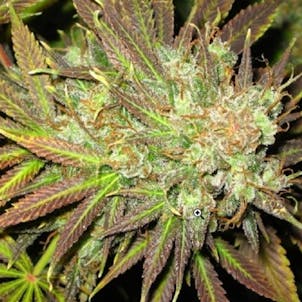 Photo of Trainwreck Seeds