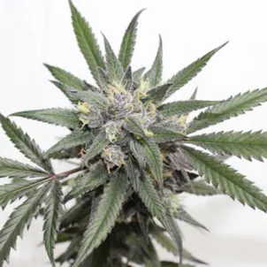 Photo of Platinum GSC (Platinum Girl Scout Cookies) Flower