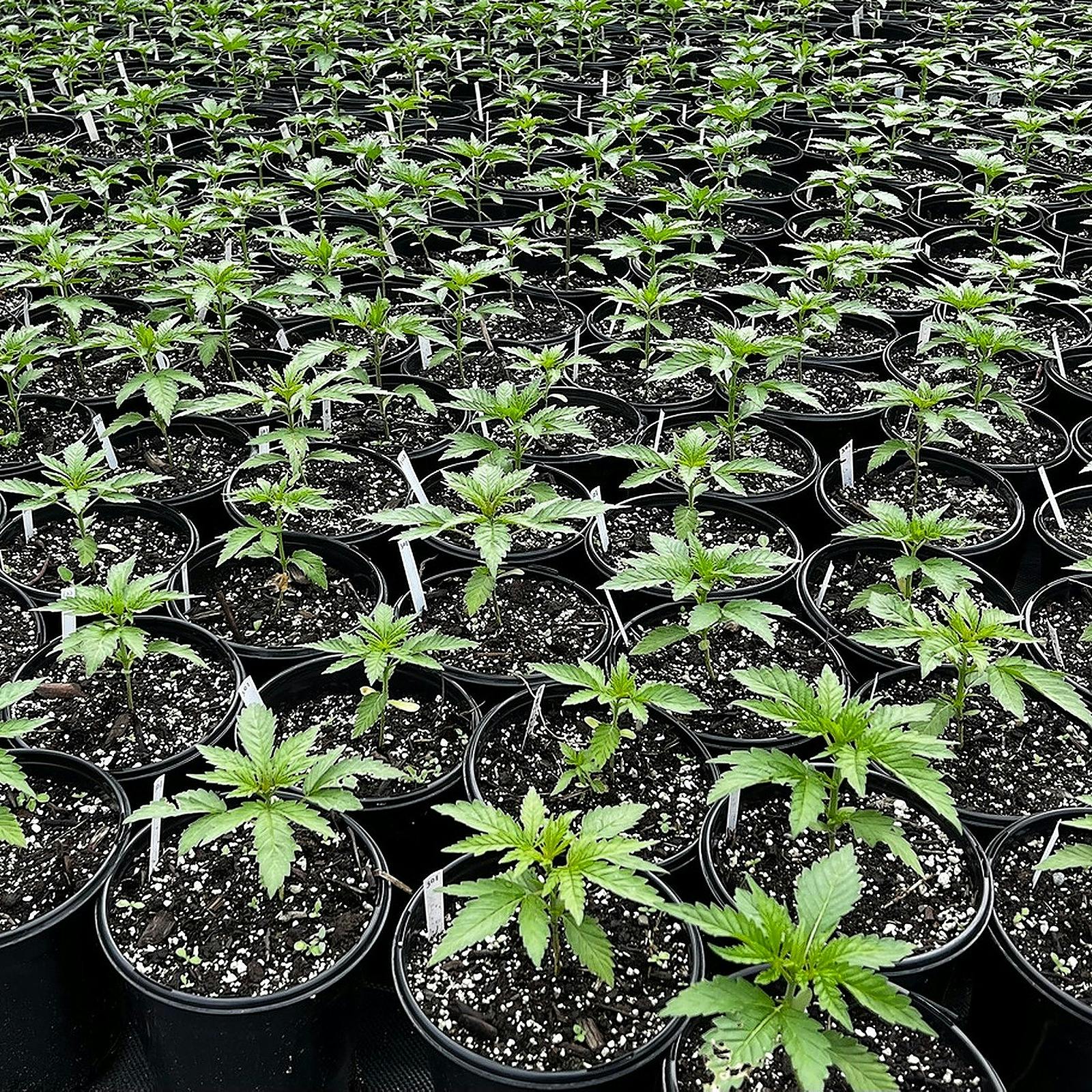 SEED & SOIL Feminized Autoflower Plants Sour Apple Auto Humboldt Seed Company Leafly