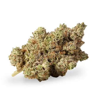 Photo of Number 14 Feminized