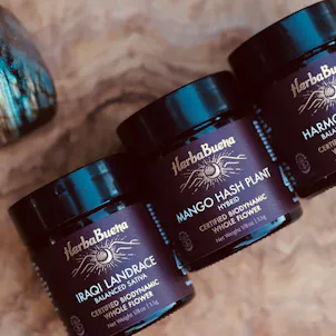 Photo of Mango Hash Plant