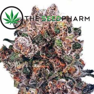Photo of Blueberry Marijuana Seeds By TheSeedPharm.com