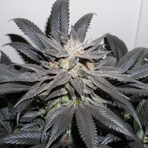 Photo of Bubba Island Kush