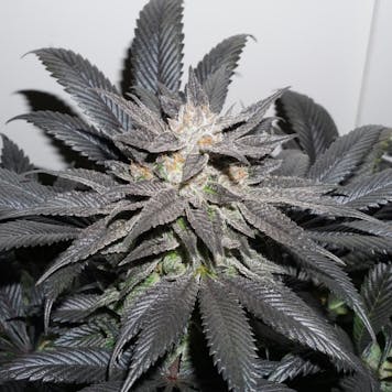 Photo of Bubba Island Kush