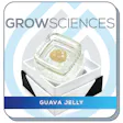 Product image for Guava Jelly Live Hash Rosin Cold Cure (1g)