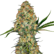 Product image for Hindu Kush Auto Fem Seeds