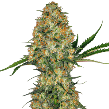 Photo of Hindu Kush Auto Fem Seeds