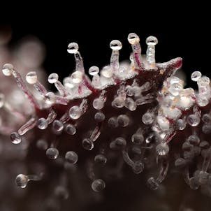 Photo of Grand Daddy Purp