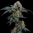 Product image for Gorilla Cookies (Hybrid)