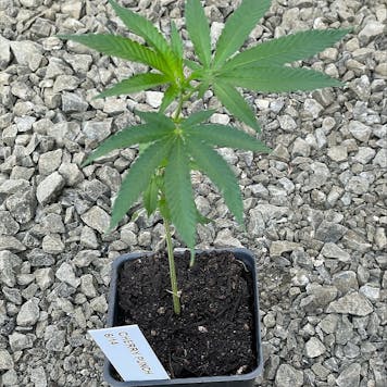 Photo of Cherry Punch Clone