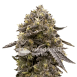 Product image for Purple Gelato Feminized Seeds
