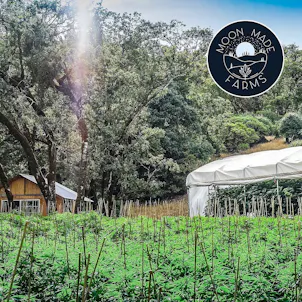 Photo of Gelonade Live Resin Infused Pre-Rolls (4-Pack)