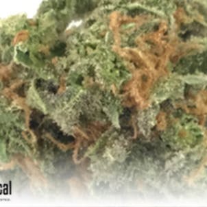 Photo of Killer Grape