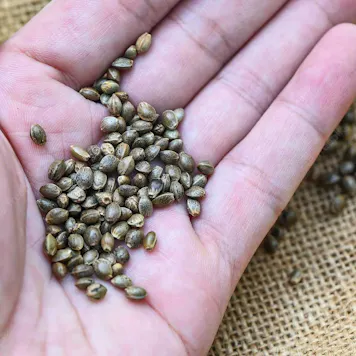 Photo of Biscotti Seeds - Autoflower