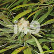 Product image for Grandaddy Purple Feminized