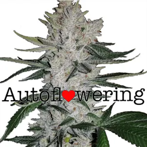 Photo of Gorilla Glúe by ILGM (autoflower) seeds