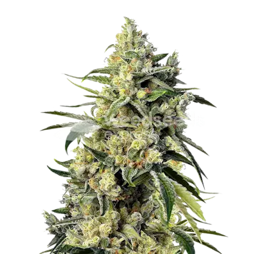 Photo of Sweet Tooth Autoflower Seeds